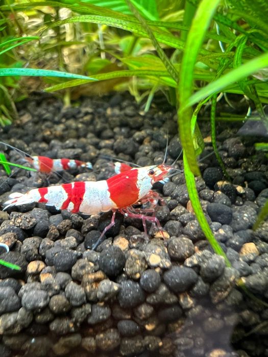 Creveti Bloody Mary Crystal Red Blue Velvet Dream Yellow