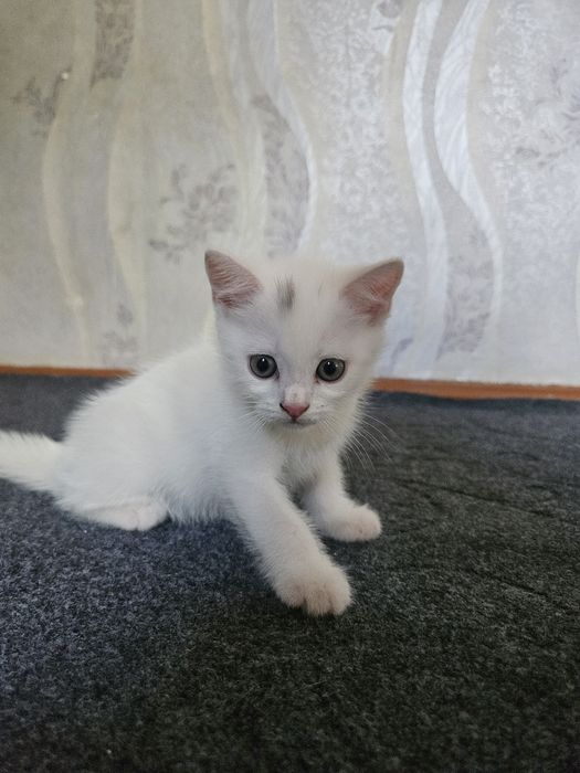 Arzon narxda zotdor mushuk