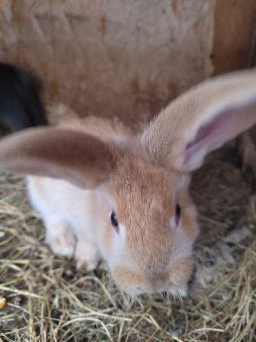 Vand iepuri de 2 luni si 1 an