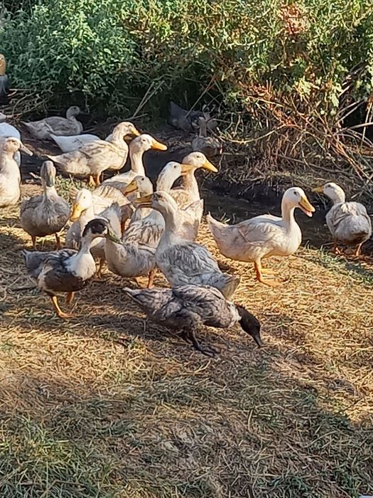 Bavariya Oʻrdagi  4-4,5kg.  Agadel Oʻrdagi vazni 6kg semizgina oʻrdak