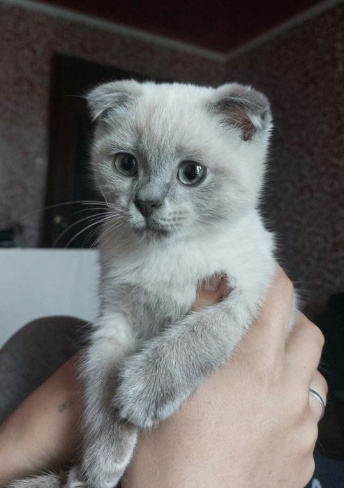 Продам вислоухого котенка
