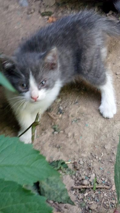 Отдам котят бесплатно