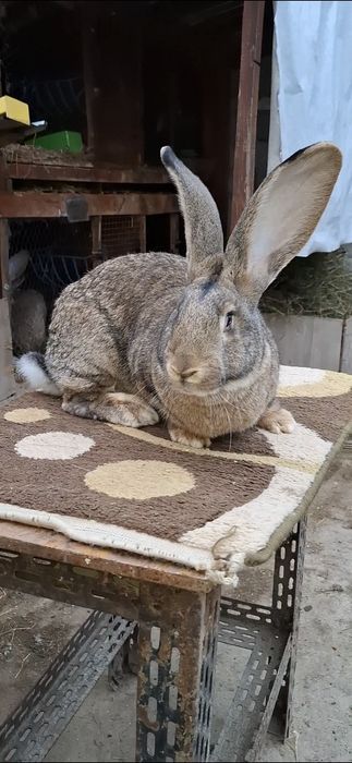 Femelă uriaș german linie foarte bună