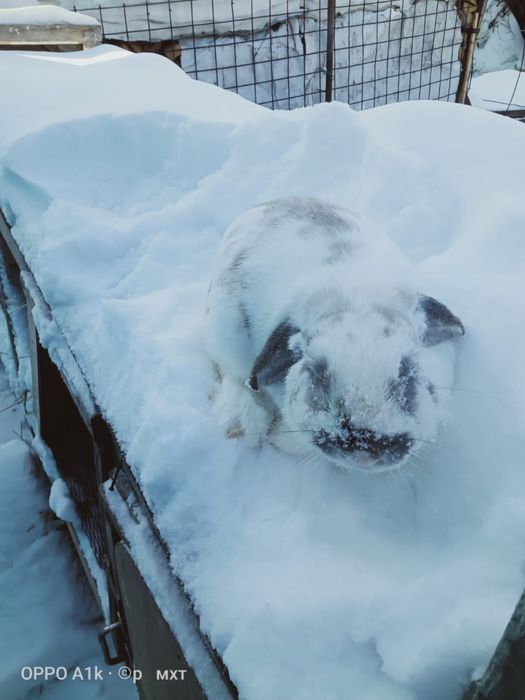 Продам крол и кролиха