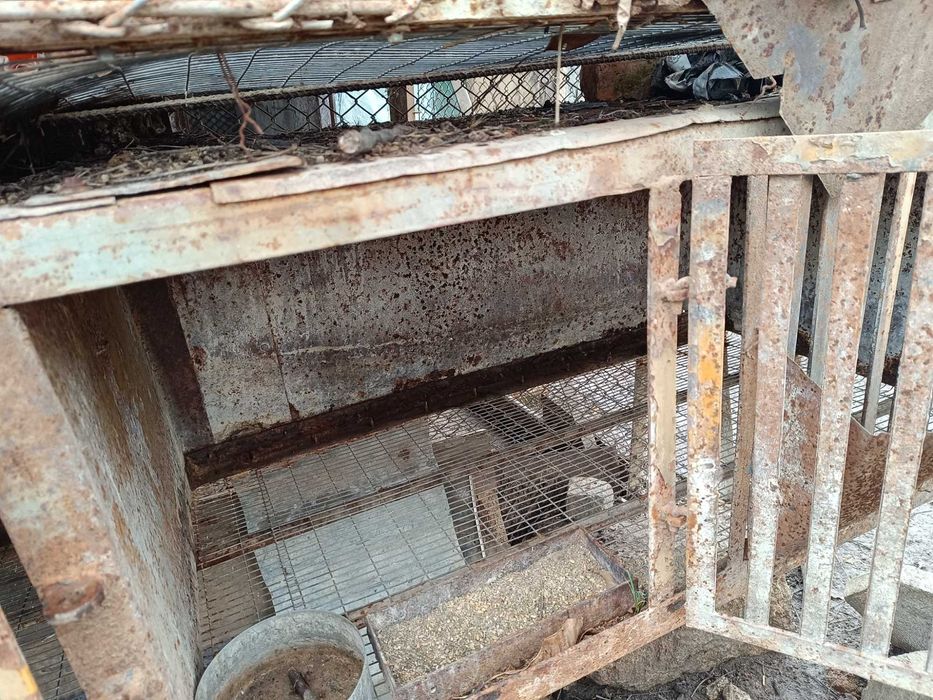 Заичарници клетки