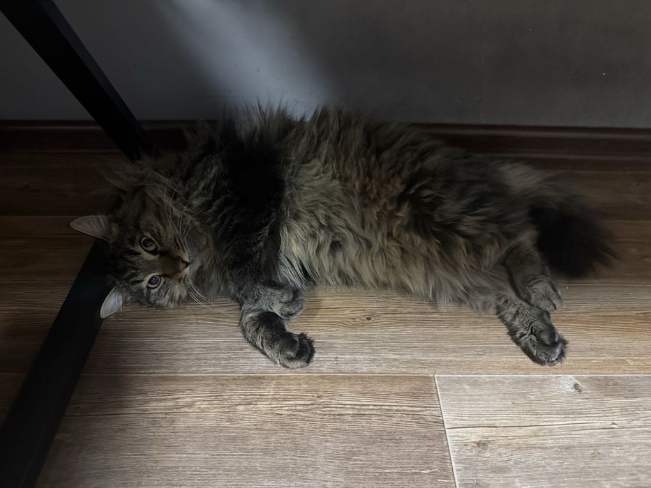 Пропал кот (мальчик )(каин)