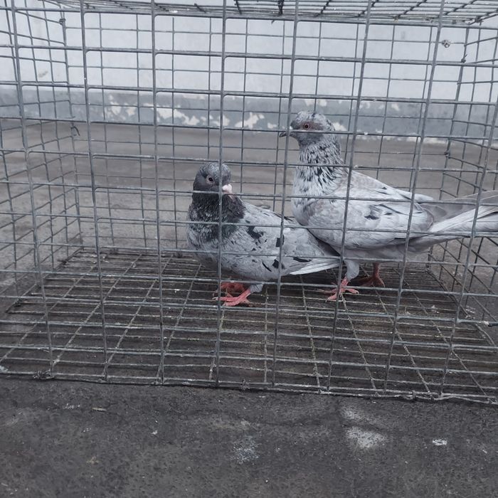 Челкар сизи бакинцы лет с игрой