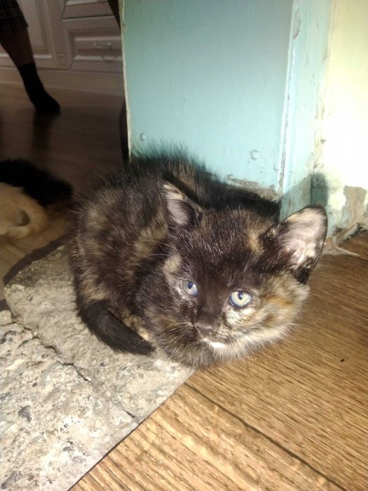 Отдам котят в добрые руки