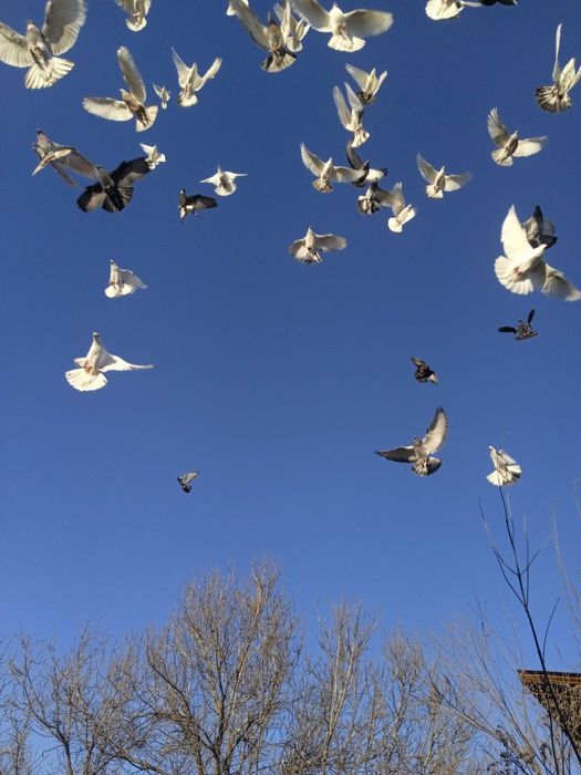 Имеются голуби на продажу разных расцветки