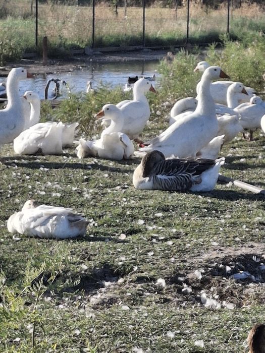 Утята пекинка,индоутята,башкиры