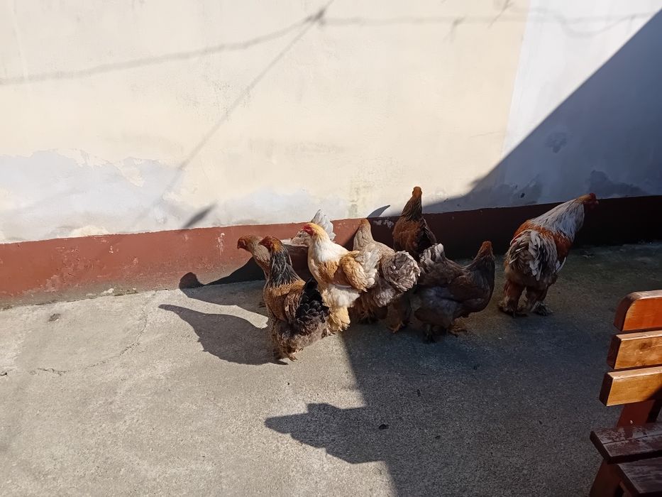 Oua de incubat brahma