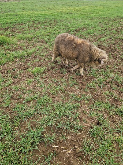 De vânzare 1 berbec