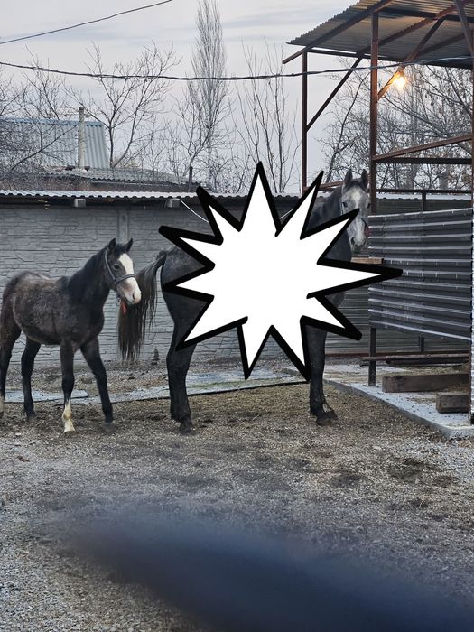 Лошади Орловской Породы