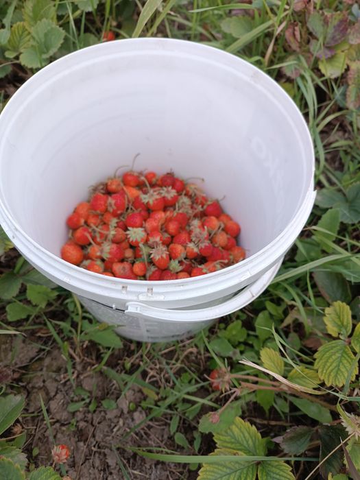 Продам усики клубники