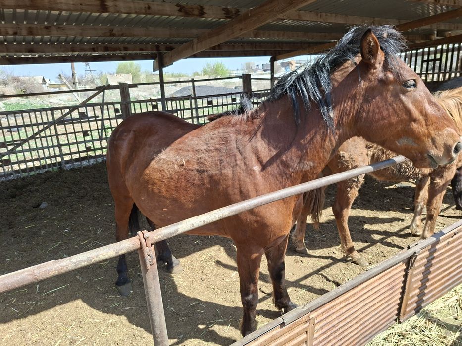Семіз бие,Жырный кабыла.