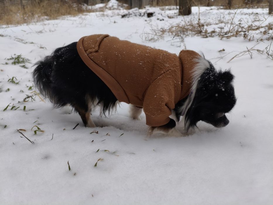 Вязка чихуахуа , мальчик