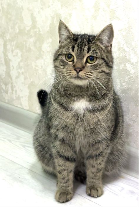 Кошка 10 мес стерилизованная