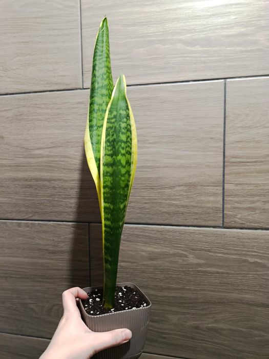 Продам сансевиерию