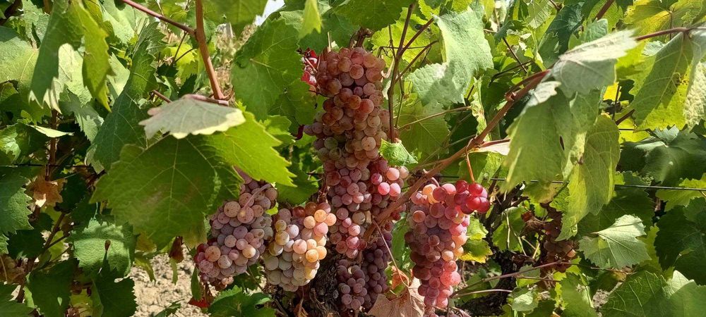 Продавам грозде,червен мискет, област Сливен