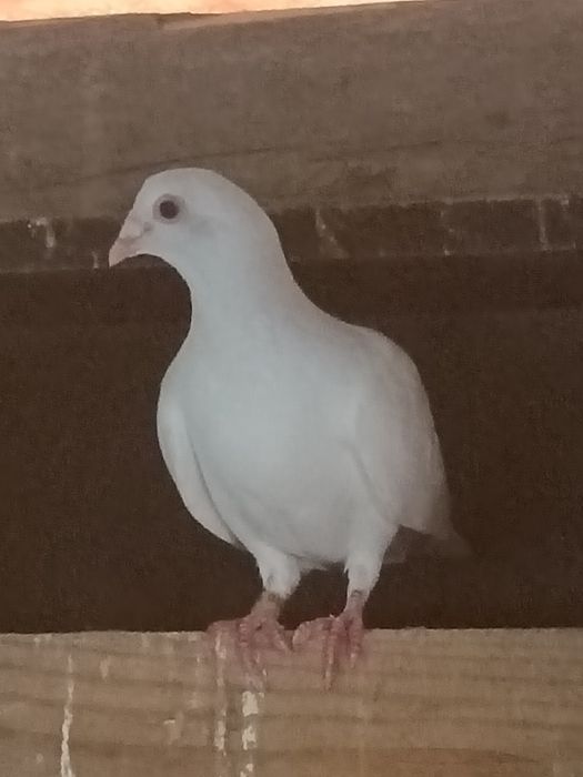 Porumbei voiajori albi