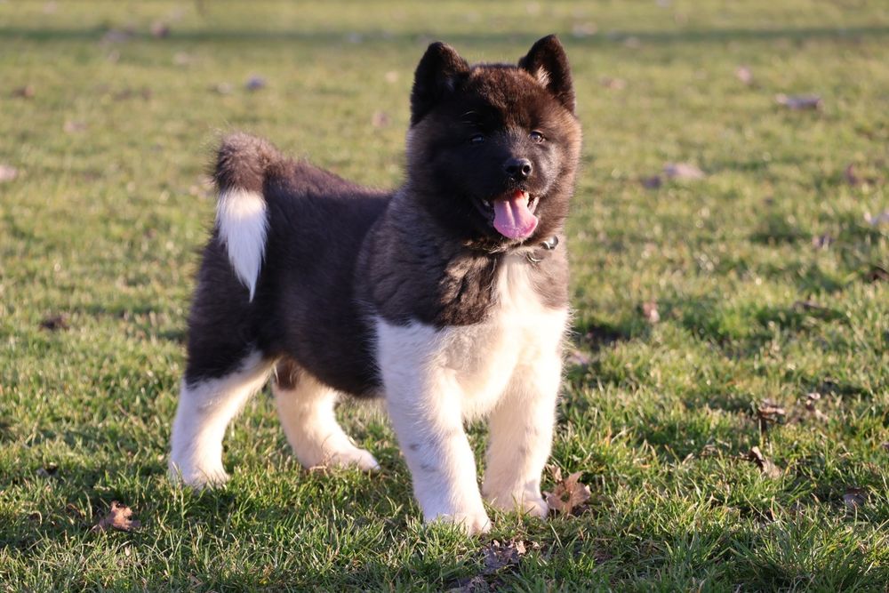 Femela akita american