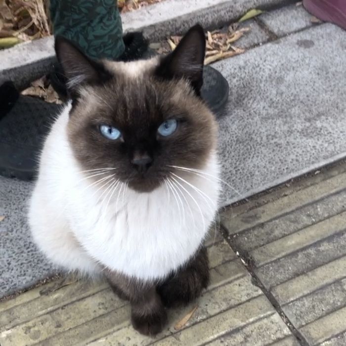 Сиамский Кот Ласковый Домашний