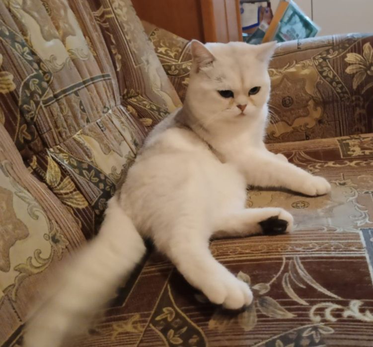 Скоттиш фолд девочки