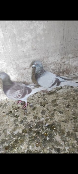 Porumbei cu rezultate deosebite , fond și maraton ( expoziție)