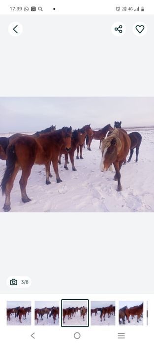 Продам лошади согым.