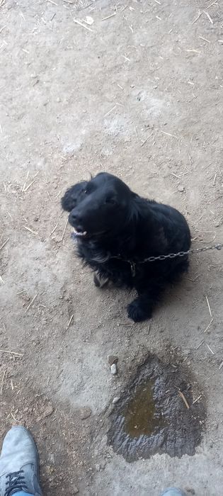 Спайдер ит сотилади