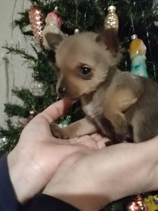 Мини той терьер.