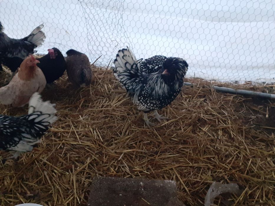 Vând cocos paduana argintie