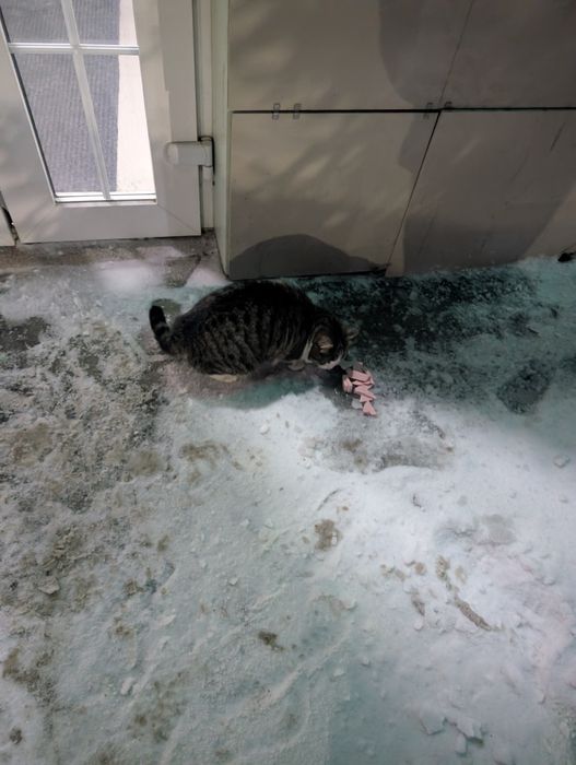 найден кот (или кошка)