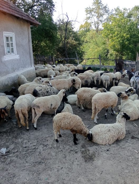 Vând Oi Breze, preț negociabil