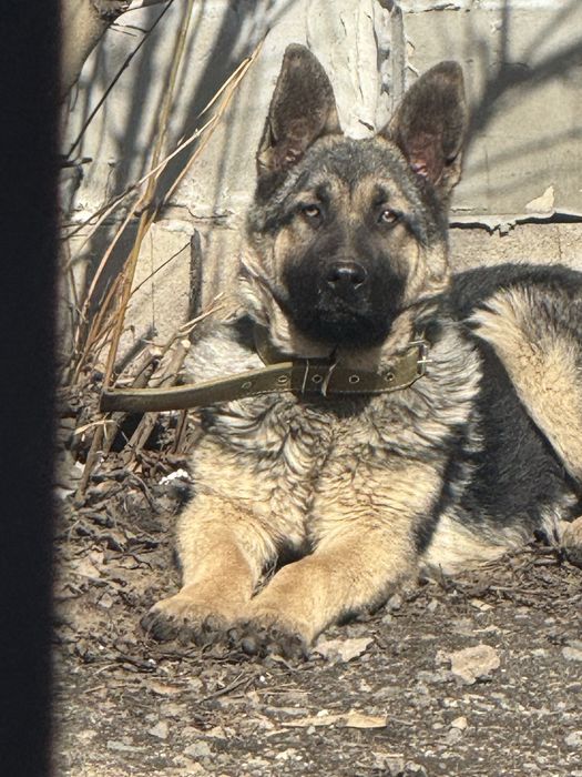 Продам восточно европейскую овчарку