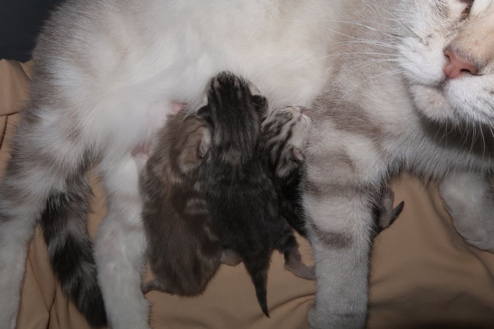 Шотландские котята бронь