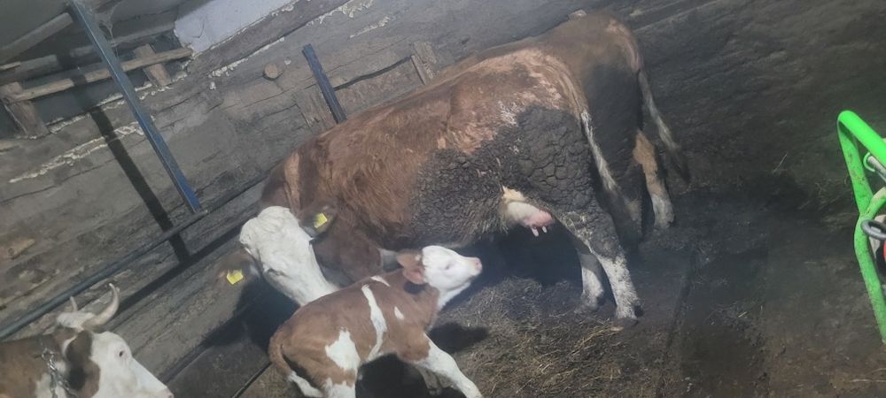 Vând juninca cu vitel