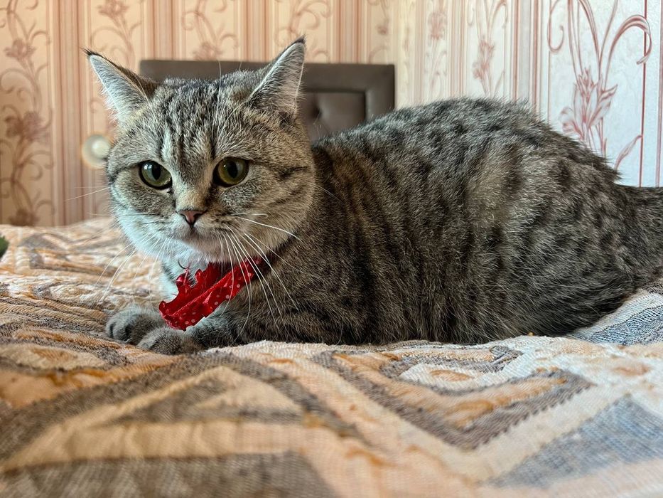 Продается кошка скатиш страйт