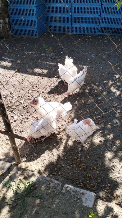 Куры несушки.       .