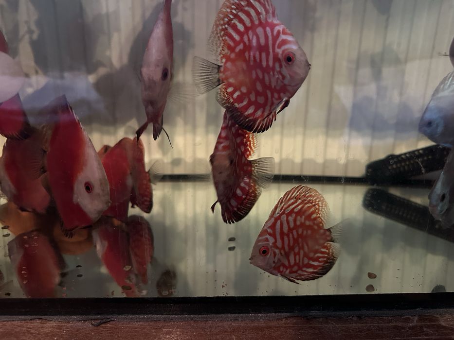 Продавам млади дискуси