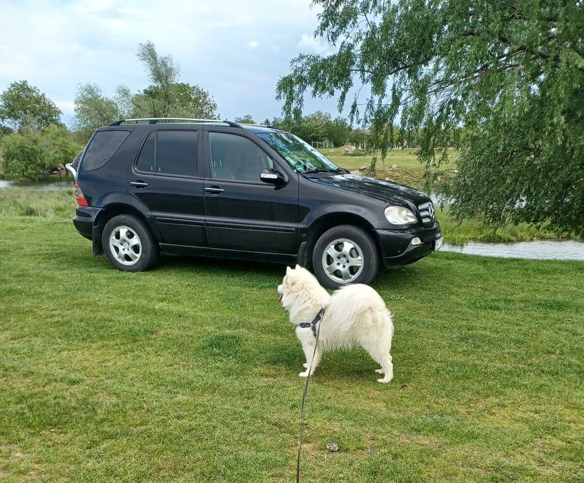 Donez catel rasa Samoyed metis