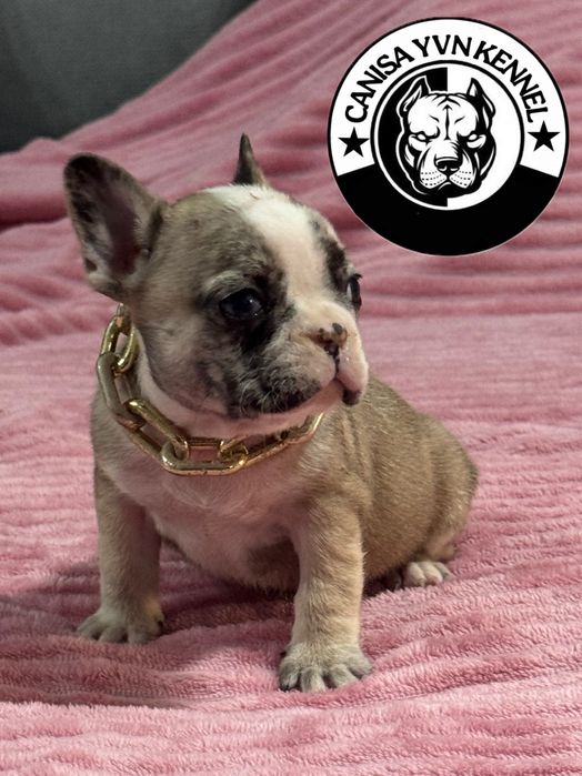 Mascul buldog francez lilac merle