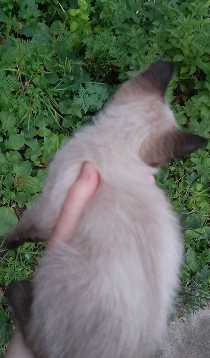 Отдам сиамского котёнка