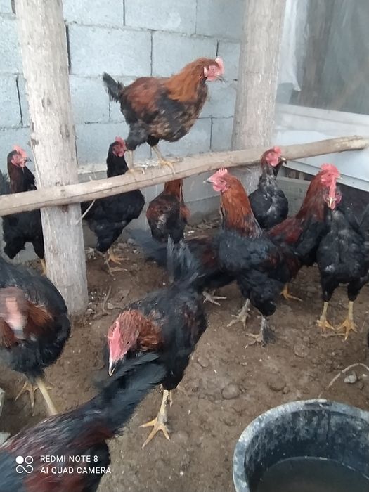 Андижон кора Товуклар нархи