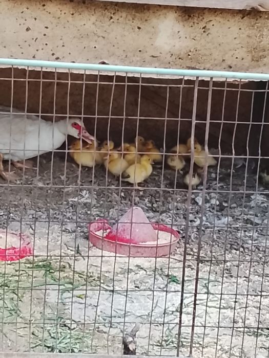 Boboci rață mută