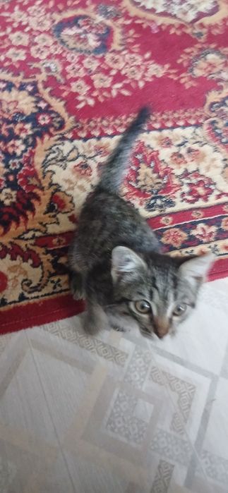 Отдам котёнка бесплатно