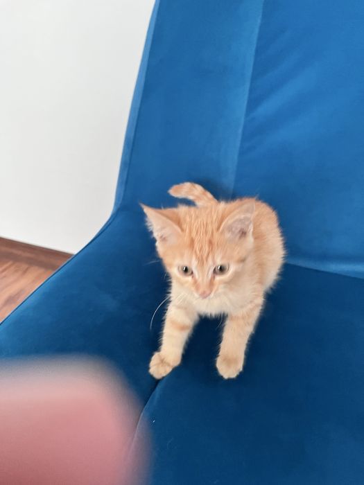 Отдам Кошку бесплатно