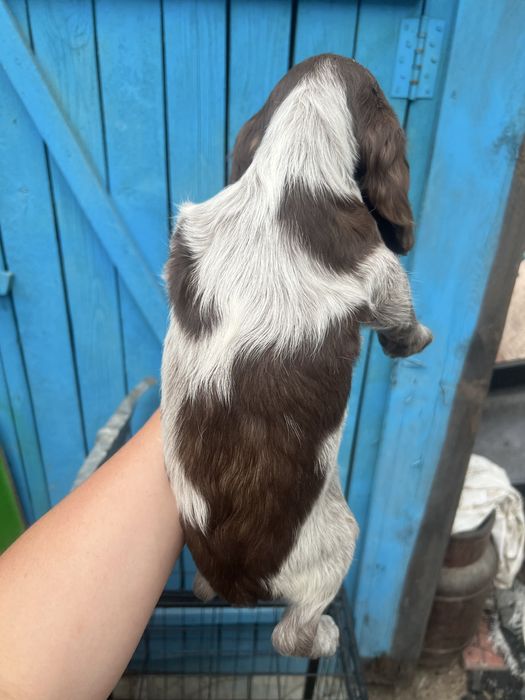 Спаниельки шикарные породные щенки