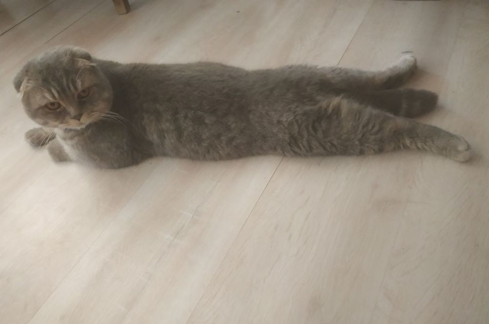 Продам кота 2 года.