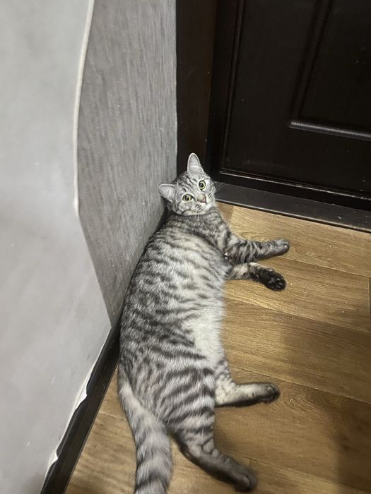 Кот 1 год 2 месяца